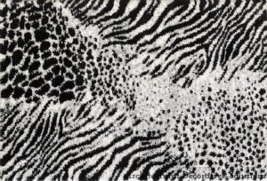 tham-phong-khach-459n-1